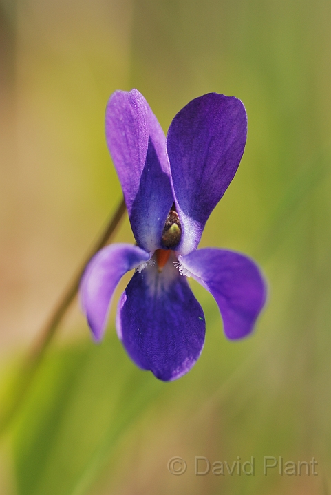 Hairy violet - A.jpg - Hairy violet flower - Cambridgeshire